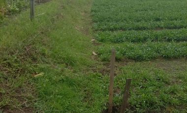 KAVLING LUAS JALUR UTAMA LOKASI STRATEGIS SIAP BANGUN DI CISARUA CIHANJUANG BANDUNG