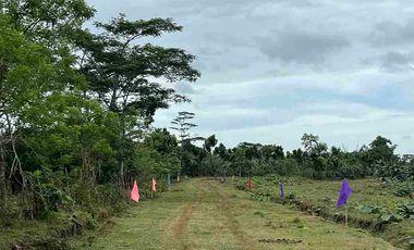 Transfer Certificate of Title