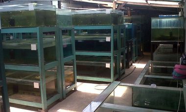 RUMAH TERNAK IKAN LUAS  BERSIH STRATEGIS DI KOPO KATAPANG BANDUNG