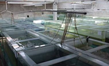 RUMAH TERNAK IKAN LUAS  BERSIH STRATEGIS DI KOPO KATAPANG BANDUNG