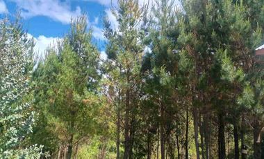 Preciosa Parcela con una acogedora e iluminada casa, inmersa en bosque nativo, lomaje suave. Villarrica - Loncoche
