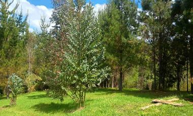 Preciosa Parcela con una acogedora e iluminada casa, inmersa en bosque nativo, lomaje suave. Villarrica - Loncoche