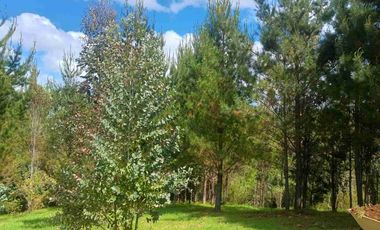 Preciosa Parcela con una acogedora e iluminada casa, inmersa en bosque nativo, lomaje suave. Villarrica - Loncoche