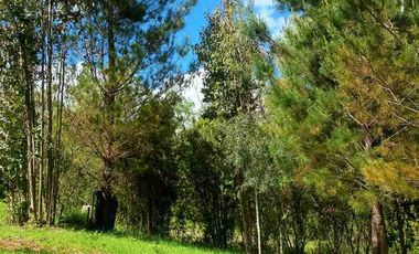 Preciosa Parcela con una acogedora e iluminada casa, inmersa en bosque nativo, lomaje suave. Villarrica - Loncoche