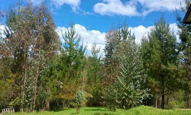 Preciosa Parcela con una acogedora e iluminada casa, inmersa en bosque nativo, lomaje suave. Villarrica - Loncoche