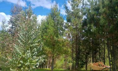 Preciosa Parcela con una acogedora e iluminada casa, inmersa en bosque nativo, lomaje suave. Villarrica - Loncoche