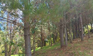 Preciosa Parcela con una acogedora e iluminada casa, inmersa en bosque nativo, lomaje suave. Villarrica - Loncoche