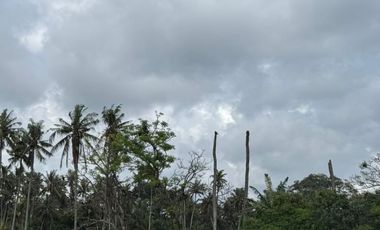 Prime Beachfront Land for Sale – Saba Beach, Gianyar, Bali