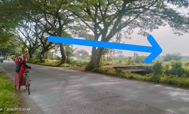 TANAH 1479m2 SHM WARU ONGGORAWE BULUSARI MRANGGEN DEMAK