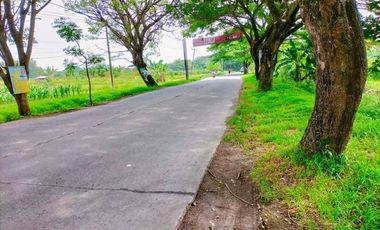 TANAH 1479m2 SHM WARU ONGGORAWE BULUSARI MRANGGEN DEMAK