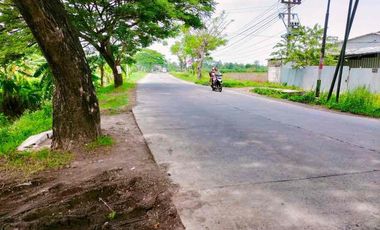 TANAH 1479m2 SHM WARU ONGGORAWE BULUSARI MRANGGEN DEMAK