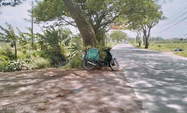 TANAH 1479m2 SHM WARU ONGGORAWE BULUSARI MRANGGEN DEMAK