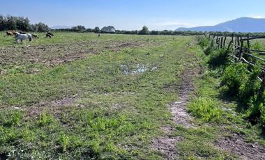🌾 Campo Agrícola de 25 Hectáreas – Codigua, Melipilla