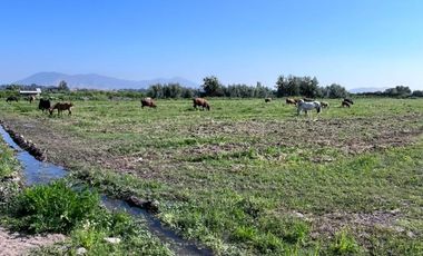 🌾 Campo Agrícola de 25 Hectáreas – Codigua, Melipilla