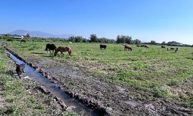 🌾 Campo Agrícola de 25 Hectáreas – Codigua, Melipilla