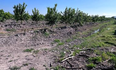 🌾 Campo Agrícola de 25 Hectáreas – Codigua, Melipilla