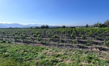 🌾 Campo Agrícola de 25 Hectáreas – Codigua, Melipilla