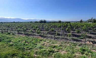 🌾 Campo Agrícola de 25 Hectáreas – Codigua, Melipilla