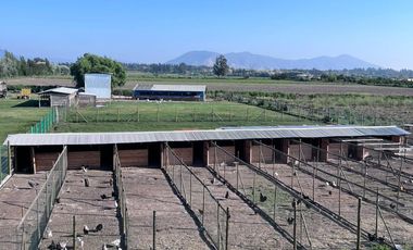 🌾 Campo Agrícola de 25 Hectáreas – Codigua, Melipilla