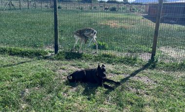 🌾 Campo Agrícola de 25 Hectáreas – Codigua, Melipilla