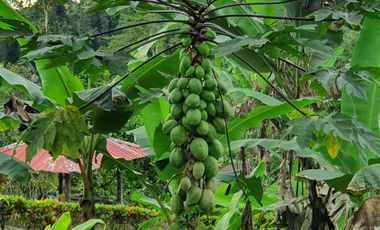 Lindo terreno 1.907 m2 en Pedro Vicente Maldonado, urbanización privada.