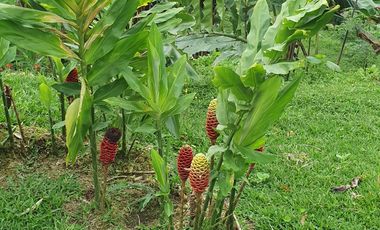 Lindo terreno 1.907 m2 en Pedro Vicente Maldonado, urbanización privada.