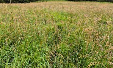 Vendo Hermosa Hacienda Ganadera cerca de Otavalo: 3100 a 3200 msnm
92 has totales