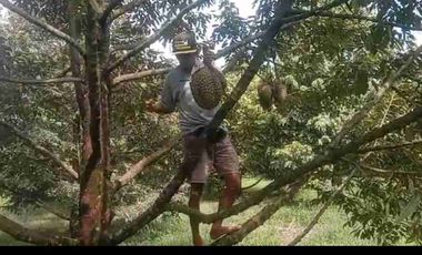 kebun durian berbagai varian sudah buah