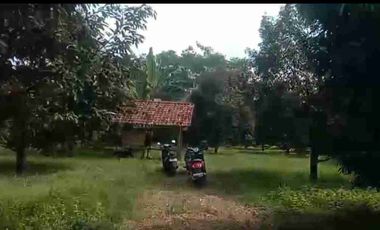 kebun durian berbagai varian sudah buah