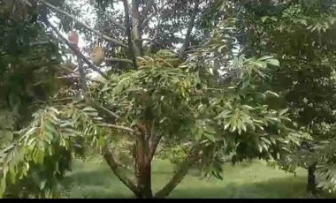 kebun durian berbagai varian sudah buah