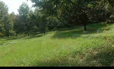 kebun durian berbagai varian sudah buah