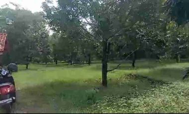 kebun durian berbagai varian sudah buah