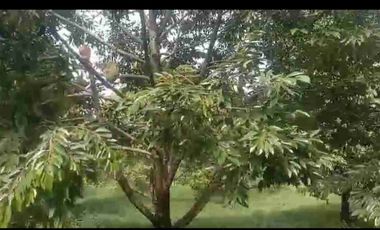 kebun durian berbagai varian sudah buah