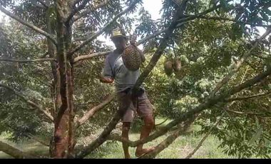 kebun durian berbagai varian sudah buah
