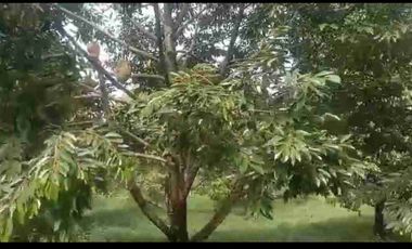 kebun durian berbagai varian sudah buah