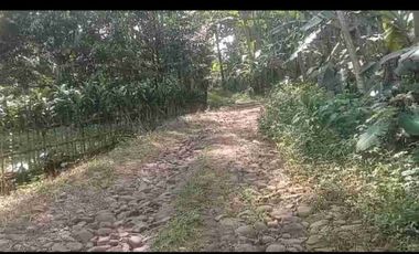 kebun durian berbagai varian sudah buah