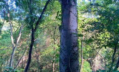 Lote Campestre de 2.000 m2 en Venta en Tigrera, Vía Minca, Santa Marta