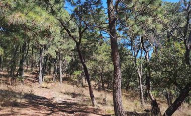 4 Hectáreas de Bosque