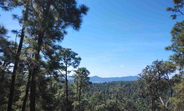 4 Hectáreas de Bosque