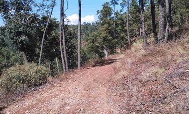 4 Hectáreas de Bosque