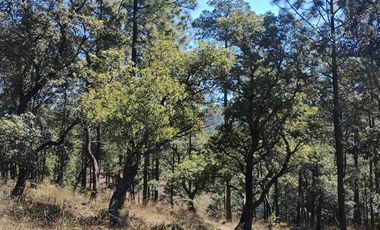 4 Hectáreas de Bosque