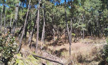 4 Hectáreas de Bosque