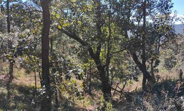 4 Hectáreas de Bosque