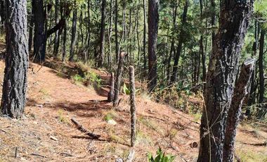 4 Hectáreas de Bosque