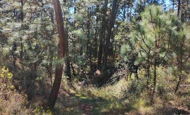 4 Hectáreas de Bosque