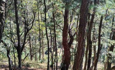 4 Hectáreas de Bosque