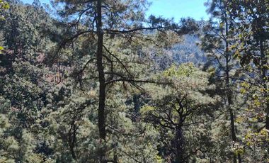 4 Hectáreas de Bosque