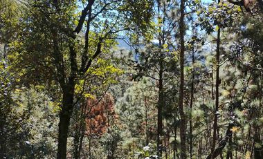 4 Hectáreas de Bosque