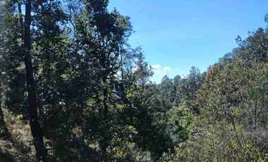 4 Hectáreas de Bosque