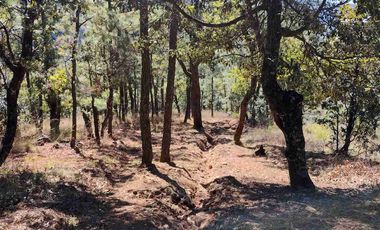 4 Hectáreas de Bosque